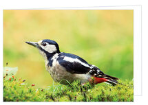 Blanko Grußkarten | Buntspecht Grußkarte