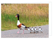 Blanko Grußkarten | Brandgans Grußkarte