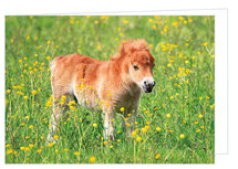 Blanko Grußkarten | Fohlen Grußkarte