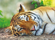 Tierpostkarte | Tiger Karte