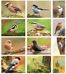 Waldvögel Postkarten Set - 12 Postkarten mit Vogelmotive Waldvögel Postkarten Set - 12 Postkarten mit Vogelmotive