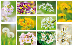 Blumen postkarten | 7 Postkarten mit Blumenmotive Blumen postkarten | 7 Postkarten mit Blumenmotive