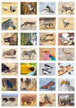 Belohnungsaufkleber Afrikanische Tiere Belohnungsaufkleber Afrikanische Tiere