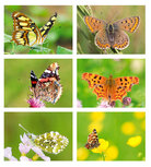 Schmetterling Postkarten Set | 6 Postkarten mit Schmetterlingmotive Schmetterling Postkarten Set | 6 Postkarten mit Schmetterlingmotive