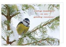 Weihnachtskarte Blaumeise