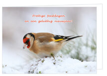 Weihnachtskarte Stieglitz