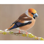 Geburtstagskalender Vögel