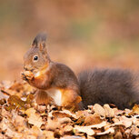 Geburtstagskalender Tiere