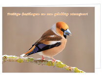 Weihnachtskarte Kernbeißer