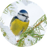 10x Verschlussaufkleber mit Blaumeise