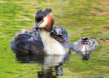 Frühling Postkarten | Taucher mit jungen Postkarte