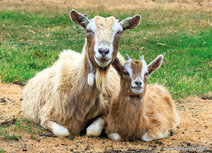 Frühling Postkarten | Ziegen Postkarte