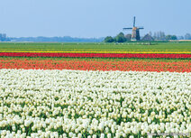Mühle Postkarten | Postkarte Berkmeer Mühle in Obdam