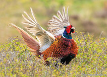 Vogelpostkarten | Fasan Postkarte