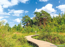 Landschaft Postkarten | Strabrechtse Heid Postkarte