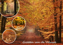 Postkarte - Herbst auf der Veluwe (VE007) Postkarte - Herbst auf der Veluwe (VE007)