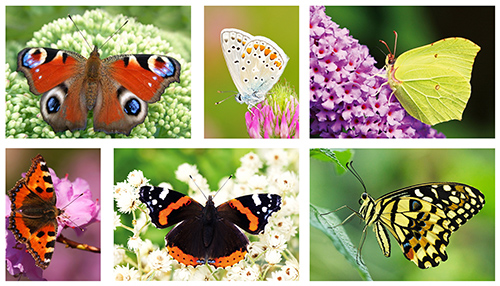 Schmetterlinge postkartenset Schmetterlinge postkartenset