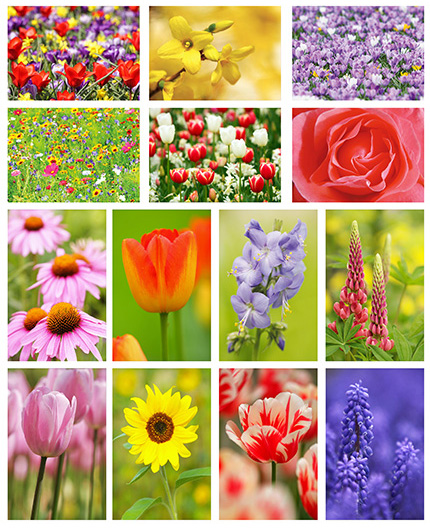 Blumen postkartenset Blumen postkartenset
