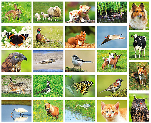 Postkartenset Tiere Postkartenset Tiere