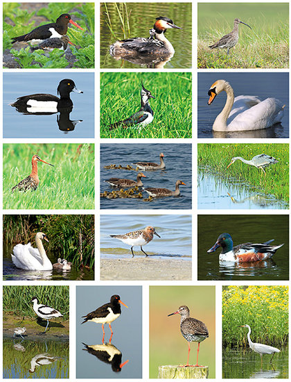 Vögel Postkarten Set Vögel Postkarten Set