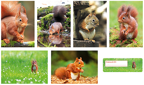 Postkarten Set Eichhörnchen
