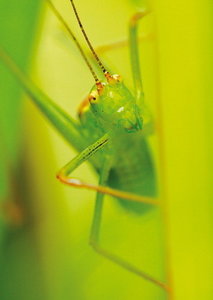 ansichtkaart Gouden sprinkhaan kaart - Golden grasshopper postcard - postkarte Grosse Goldschrecke
