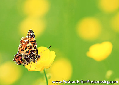 Vlinder kaarten, ansichtkaart vlinder Landkaartje - postcard Map butterfly - postkarte Schmetterling Landkärtchen