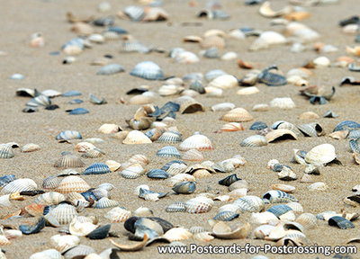 Ansichtkaart schelpen op strand, postcard seashells on the beach, Postkarte Muscheln am Strand