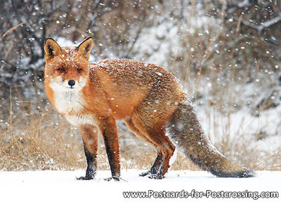 dierenkaarten, vos in de sneeuw, snowy fox postcard, Postkarte Wilde Tiere Fuchs im Schnee