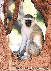 dierenkaarten Afrika Groene meerkat , animal postcard Vervet monkey, Postkarte Afrika Tiere Südliche Grünmeerkatz