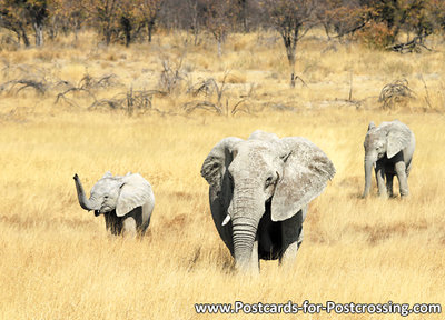 dierenkaarten ansichtkaart dieren Afrikaanse olifant, postcard animals African elephant, Afrikanische Elefanten Postkarte