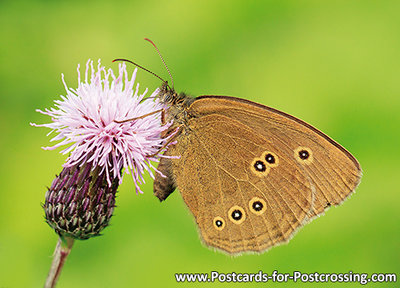 Ansichtkaart vlinder Koevinkje, Postcard Ringlet butterfly, Postkarte Brauner Waldvogel