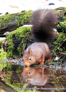 eekhoorn kaart, wild animal postcard Red squirrel, TierPostkarte Eichhörnchen