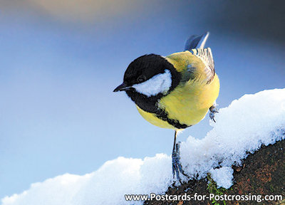 ansichtkaart bosvogels Koolmees in de winter, bird postcard Great tit in winter, Vögel Postkarte Kohlmeise