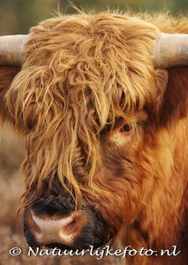 ansichtkaart Schotse hooglander kaart,  Tier postkarte Schottenmuster