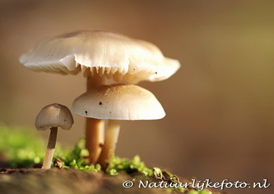ansichtkaart paddenstoelen kaart, postcard Autumn mushrooms, postkarte Herbst Pilze