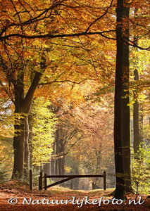 Herfstkaarten, ansichtkaart herfst laantje, postcard Autumn lane, postkarte Herbst lane