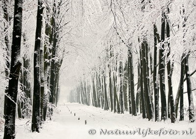 ansichtkaart winter laantje, postcard winter lane, Postkarte winter lane, Veluwe
