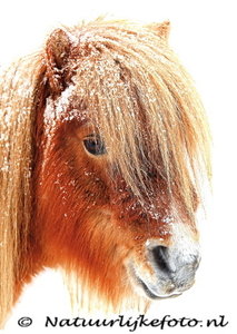 ansichtkaart Shetlandpony in de winter,  Shetland pony postcard, Postkarte Tiere Shetlandpony im Schnee
