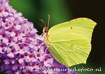 ansichtkaart Citroen vlinder kaart - postcard Lemon butterfly - postkarte schmetterling Zitronenfalter