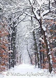 goedkope kerstkaarten kopen, ansichtkaart Mensinge Bos, winter postcard, Postkarte Winterlandschaft
