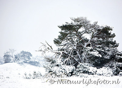 ansichtkaart winter op de veluwe, winter postcard Veluwe, Winter Postkarte Veluwe