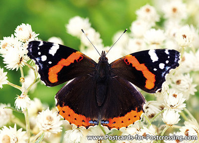 Vlinder kaarten, ansichtkaart Admiraalvlinder - postcard butterfly Red Admiral - postkarte schmetterling der Admiral