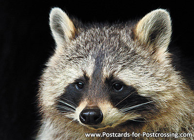 ansichtkaart Wasbeer kaart, zoo animals postcards Raccoon, Zoo Tier Postkarte Waschbär