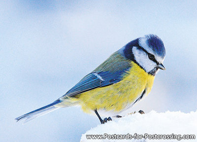 goedkope kerstkaarten kopen, ansichtkaart Pimpelmees , bird postcards Eurasian blue tit , Postkarte Vögel Blaumeise