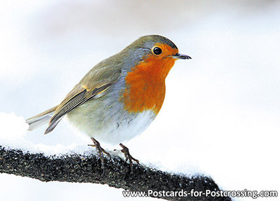 ansichtkaart Roodborstje in de winter, postcard Robin bird in winter, Postkarte Rotkehlchen Vögel im Winter