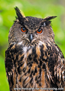 Uilenkaarten ansichtkaart vogel Europese Oehoe, owl postcards Eurasian eagle owl, postkarte Eulen Uhu