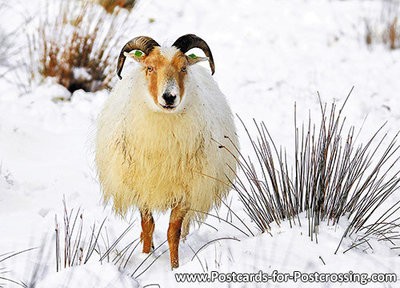 dieren kaarten, Drents Heideschaap in de winter, postcard Drents Moorland sheep in winter, Winter Postkarte