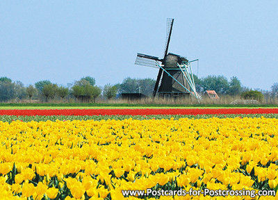 ansichtkaart molen P in Oudesluis, mill postcard, Mühle Postkarte