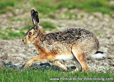 ansichtkaarten wilde dieren haas, wild animal postcard European hare, Postkarte Feldhase